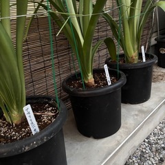アマリリス　八重　赤　29鉢　植物　花の画像