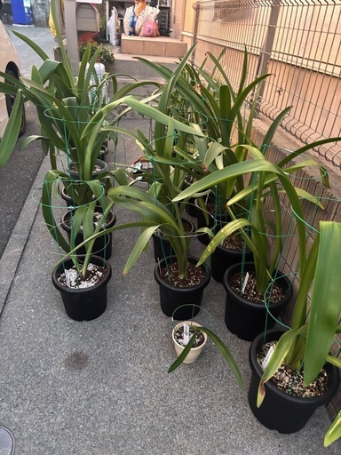 アマリリス　八重　赤　29鉢　植物　花