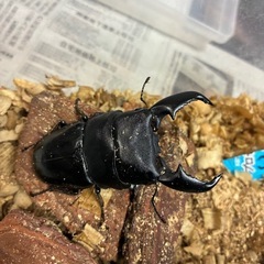 スマトラオオヒラタペアの画像