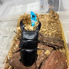 スマトラオオヒラタペアの画像