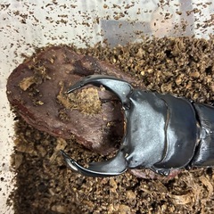 ホペイオオクワガタ
の画像