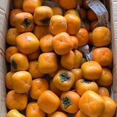 和歌山県　家庭用　kgバラ売り　柿　ギリギリ価格の画像