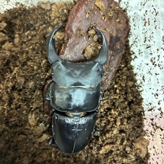 ホペイオオクワガタ
の画像