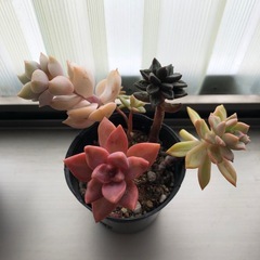 多肉植物寄せ植えの画像