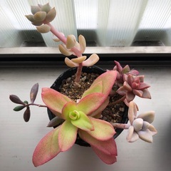 多肉植物寄せ植えの画像