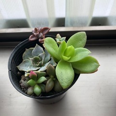 多肉植物寄せ植えの画像