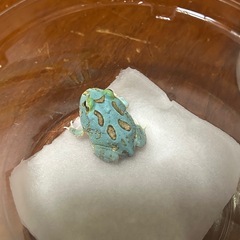 クランウェルツノガエル　ペパーミント極上の画像