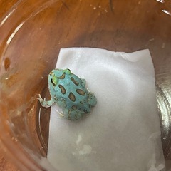 クランウェルツノガエル　ペパーミント極上の画像