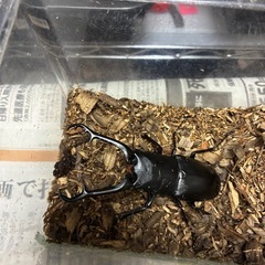 ギラファノコギリクワガタペア
の画像