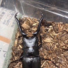 ギラファノコギリクワガタペア
の画像