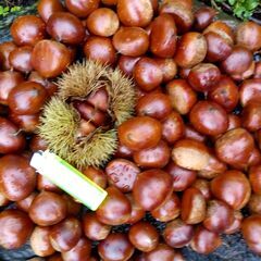 ★生栗★2.5キロ★中山産★無農薬★の画像