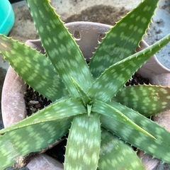 アロエベラの画像
