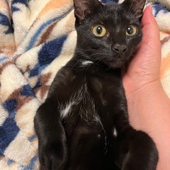 黒猫の女の子🩷《5ヶ月》 里親募集❗️