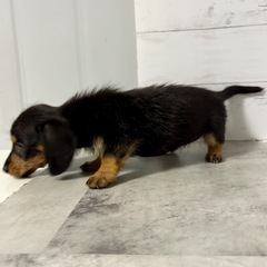 ♡里親募集♡ミニチュアダックスフンド(ロング)の女の子♡ - 町田市