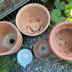 植木鉢🪴いろいろの画像