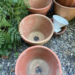 植木鉢🪴いろいろの画像