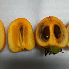 珍しい柿　日本最古の甘柿　禅寺丸柿　生食　干し柿の画像