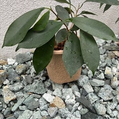 ガジュマル★★の画像