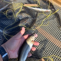 【九頭竜川　天然あゆ】　活魚11/9まで！　九頭竜川中部漁協組合員による相対販売！の画像