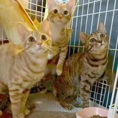 美猫！3兄妹生後半年