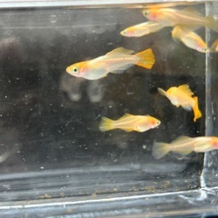 プラチナ牡丹　若魚　10匹　の画像