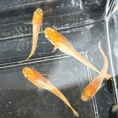 プラチナ牡丹　若魚　10匹　の画像