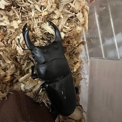 国産オオクワガタ ♂60〜70mm ♀40〜45mm✨初心者にもおすすめ！ の画像