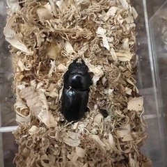 国産オオクワガタ ♂60〜70mm ♀40〜45mm✨初心者にもおすすめ！ の画像