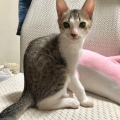 オス子猫グレー×白