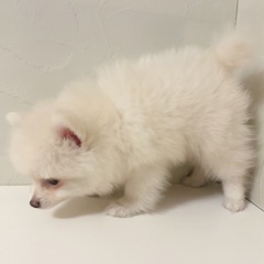 ♡チワポメ　クリームの男の子♡ - ペット