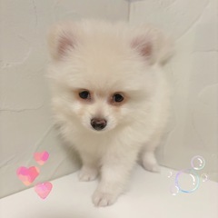♡チワポメ　クリームの男の子♡ - 地元のお店
