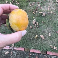 田舎柿です🍊の画像