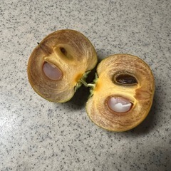 田舎柿です🍊の画像