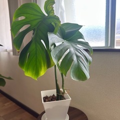 モンステラ観葉植物
の画像