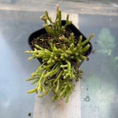 リプサリス・セレウスクラ（Rhipsalis cereuscula）観葉植物　塊根植物　多肉植物　ビザールプランツ　レアプランツ　ガーデニング　植物　グリーン　趣味　盆栽　葉　花　庭　草　インテリア　おしゃれ　飾り　園芸　の画像