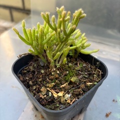 リプサリス・セレウスクラ（Rhipsalis cereuscula）観葉植物　塊根植物　多肉植物　ビザールプランツ　レアプランツ　ガーデニング　植物　グリーン　趣味　盆栽　葉　花　庭　草　インテリア　おしゃれ　飾り　園芸　の画像