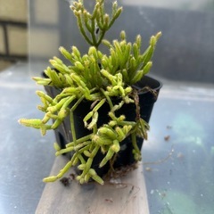 リプサリス・セレウスクラ（Rhipsalis cereuscula）観葉植物　塊根植物　多肉植物　ビザールプランツ　レアプランツ　ガーデニング　植物　グリーン　趣味　盆栽　葉　花　庭　草　インテリア　おしゃれ　飾り　園芸　の画像