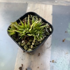 ハオルチア　バチリス　観葉植物　塊根植物　多肉植物　ビザールプランツ　レアプランツ　ガーデニング　植物　グリーン　趣味　盆栽　葉　花　庭　草　インテリア　おしゃれ　飾り　園芸　の画像