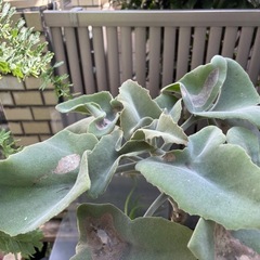 カランコエ・ベハレンシス　仙女の舞　観葉植物　塊根植物　多肉植物　ビザールプランツ　レアプランツ　ガーデニング　植物　グリーン　趣味　盆栽　葉　花　庭　草　インテリア　おしゃれ　飾り　園芸　の画像