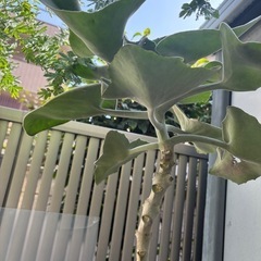 カランコエ・ベハレンシス　仙女の舞　観葉植物　塊根植物　多肉植物　ビザールプランツ　レアプランツ　ガーデニング　植物　グリーン　趣味　盆栽　葉　花　庭　草　インテリア　おしゃれ　飾り　園芸　の画像