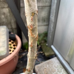 カランコエ・ベハレンシス　仙女の舞　観葉植物　塊根植物　多肉植物　ビザールプランツ　レアプランツ　ガーデニング　植物　グリーン　趣味　盆栽　葉　花　庭　草　インテリア　おしゃれ　飾り　園芸　の画像