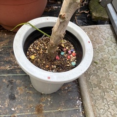 カランコエ・ベハレンシス　仙女の舞　観葉植物　塊根植物　多肉植物　ビザールプランツ　レアプランツ　ガーデニング　植物　グリーン　趣味　盆栽　葉　花　庭　草　インテリア　おしゃれ　飾り　園芸　の画像