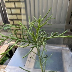 ユーフォルビア　フィフェレネンシス　観葉植物　塊根植物　多肉植物　ビザールプランツ　レアプランツ　ガーデニング　植物　グリーン　趣味　盆栽　葉　花　庭　草　インテリア　おしゃれ　飾り　園芸　ミドリサンゴ　ミルクブッシュ　　の画像