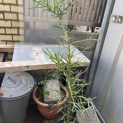 ユーフォルビア　フィフェレネンシス　観葉植物　塊根植物　多肉植物　ビザールプランツ　レアプランツ　ガーデニング　植物　グリーン　趣味　盆栽　葉　花　庭　草　インテリア　おしゃれ　飾り　園芸　ミドリサンゴ　ミルクブッシュ　　の画像