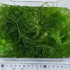 マツモ　水草差し上げますの画像