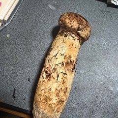 岡山県北産まつたけマツタケの画像