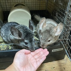 チンチラの里親募集