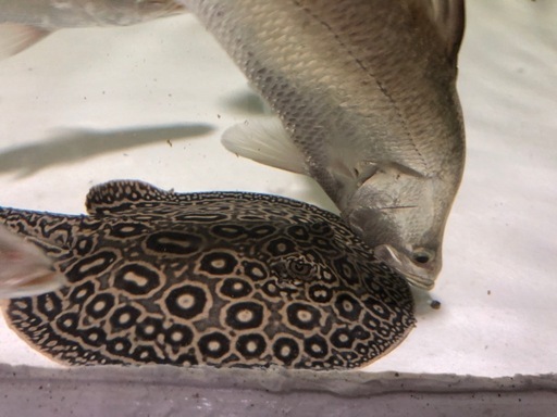 値下げ！クロコダイルスティングレイ