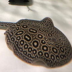 クロコダイルスティングレイの画像