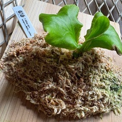 ビカクシダ　リドレイ②の画像